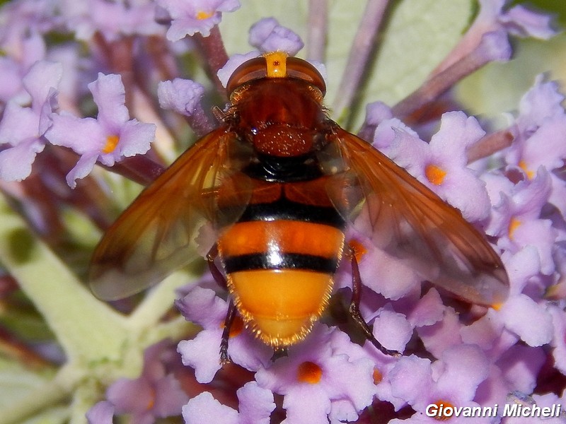 Volucella zonaria (Syrphidae) femmina